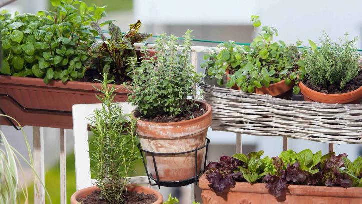 Un jardin en ville : donner à son balcon un air de campagne | Kaufman & Broad