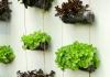 Comment faire un potager vertical | Kaufman & Broad
