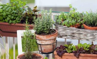 Un jardin en ville : donner à son balcon un air de campagne | Kaufman & Broad